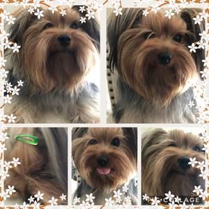 Meet your Posher, Iris